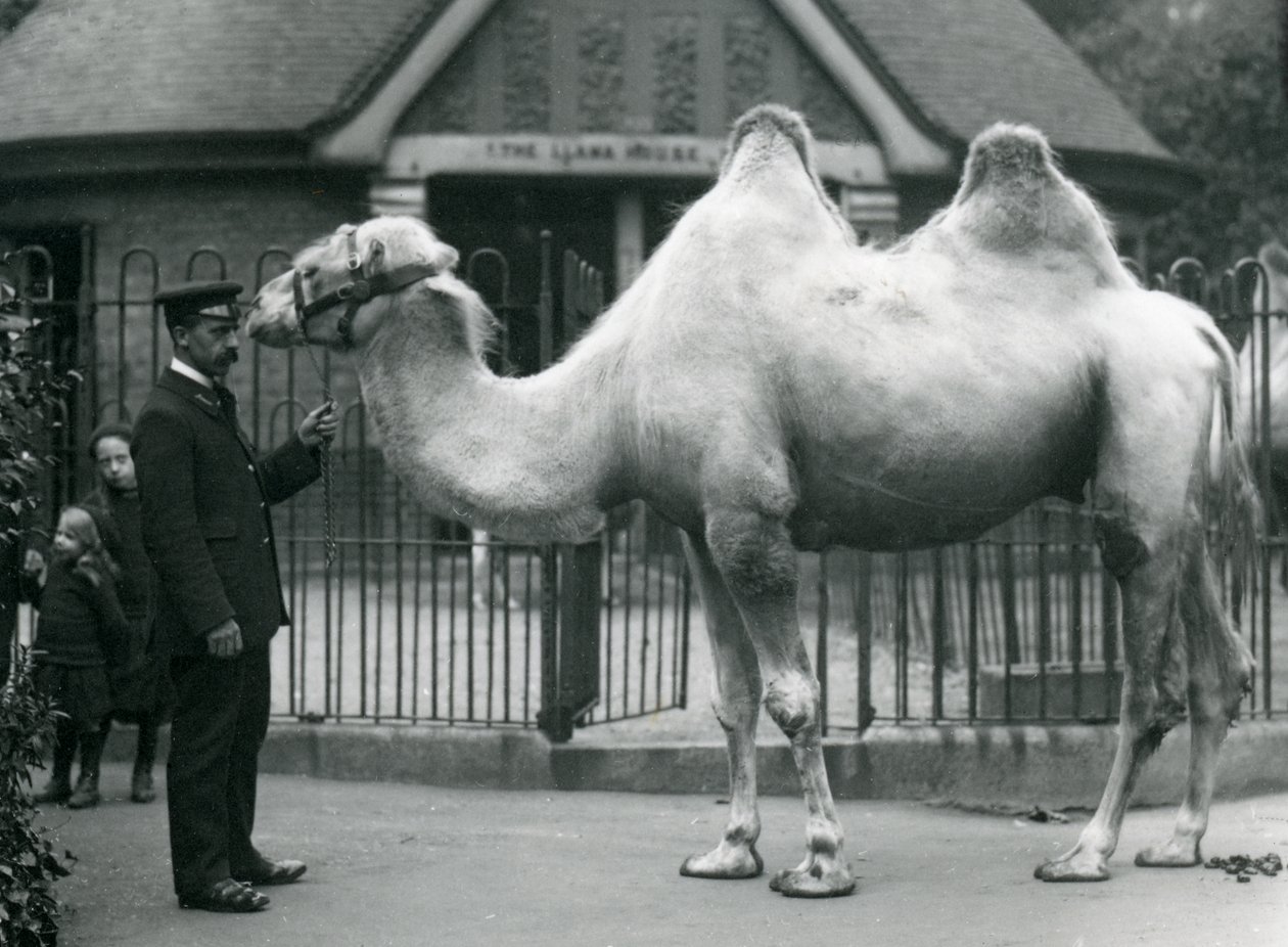 Keeper W. Styles baktrian kamelin kanssa Lontoon eläintarhan laamatalon ulkopuolella, heinäkuu 1914 tekijältä Frederick William Bond
