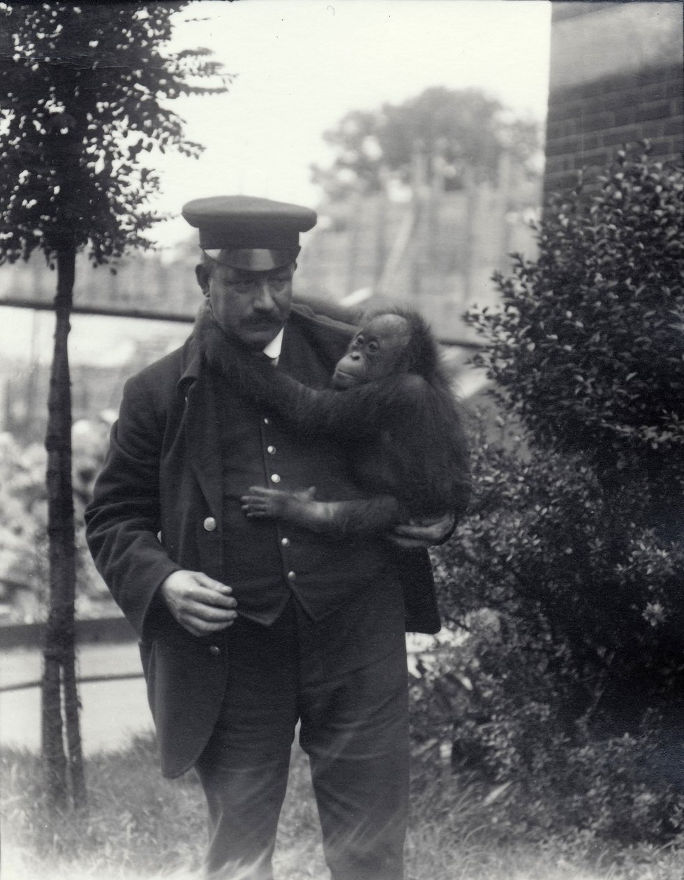 Vartija Z. Rodwell pitelee nuorta orangutankia Lontoon eläintarhassa lokakuussa 1913 tekijältä Frederick William Bond