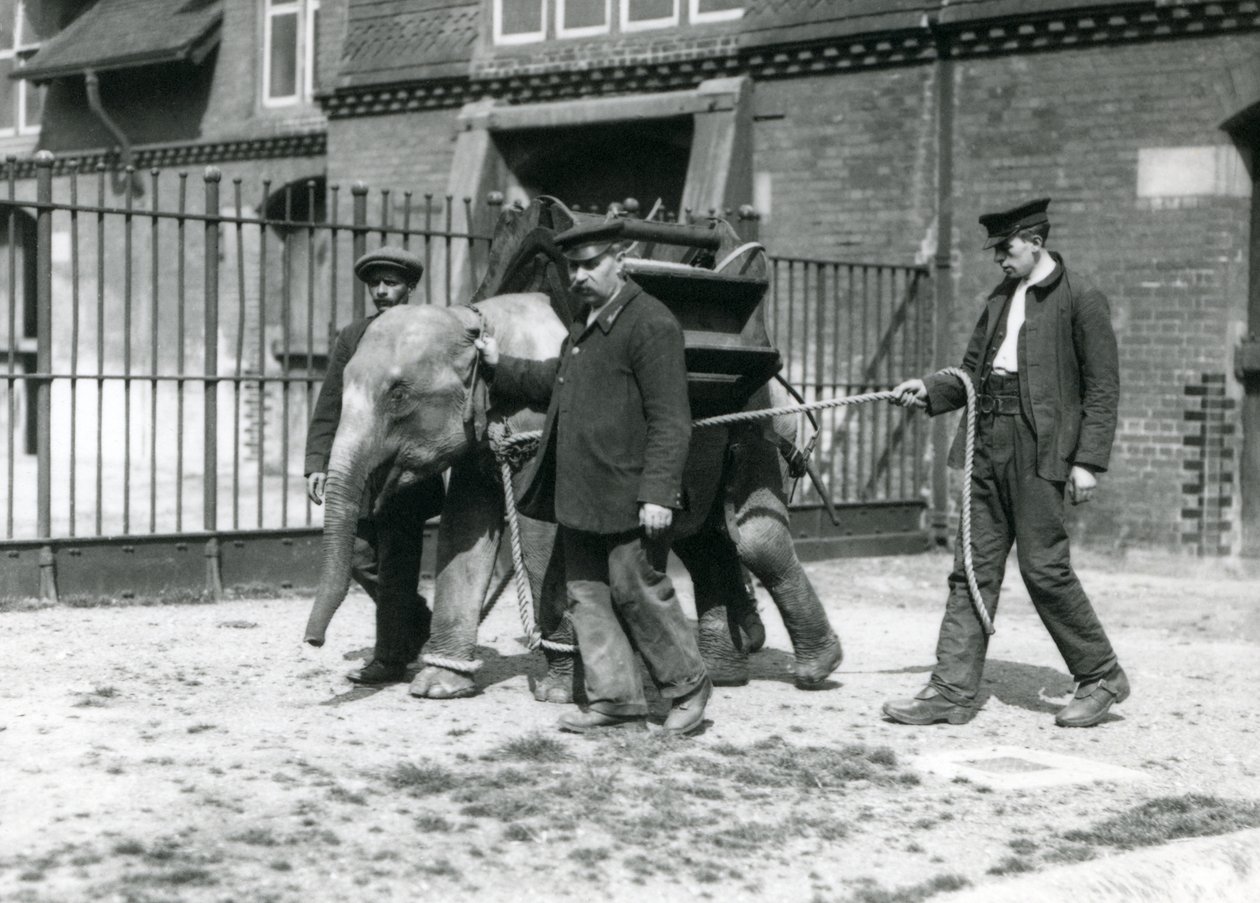 Vartijat Jack Milbourne, H Robertson ja Thomas kouluttavat nuorta Aasiannorsua Lontoon eläintarhassa toukokuussa 1922 (bw kuva) tekijältä Frederick William Bond