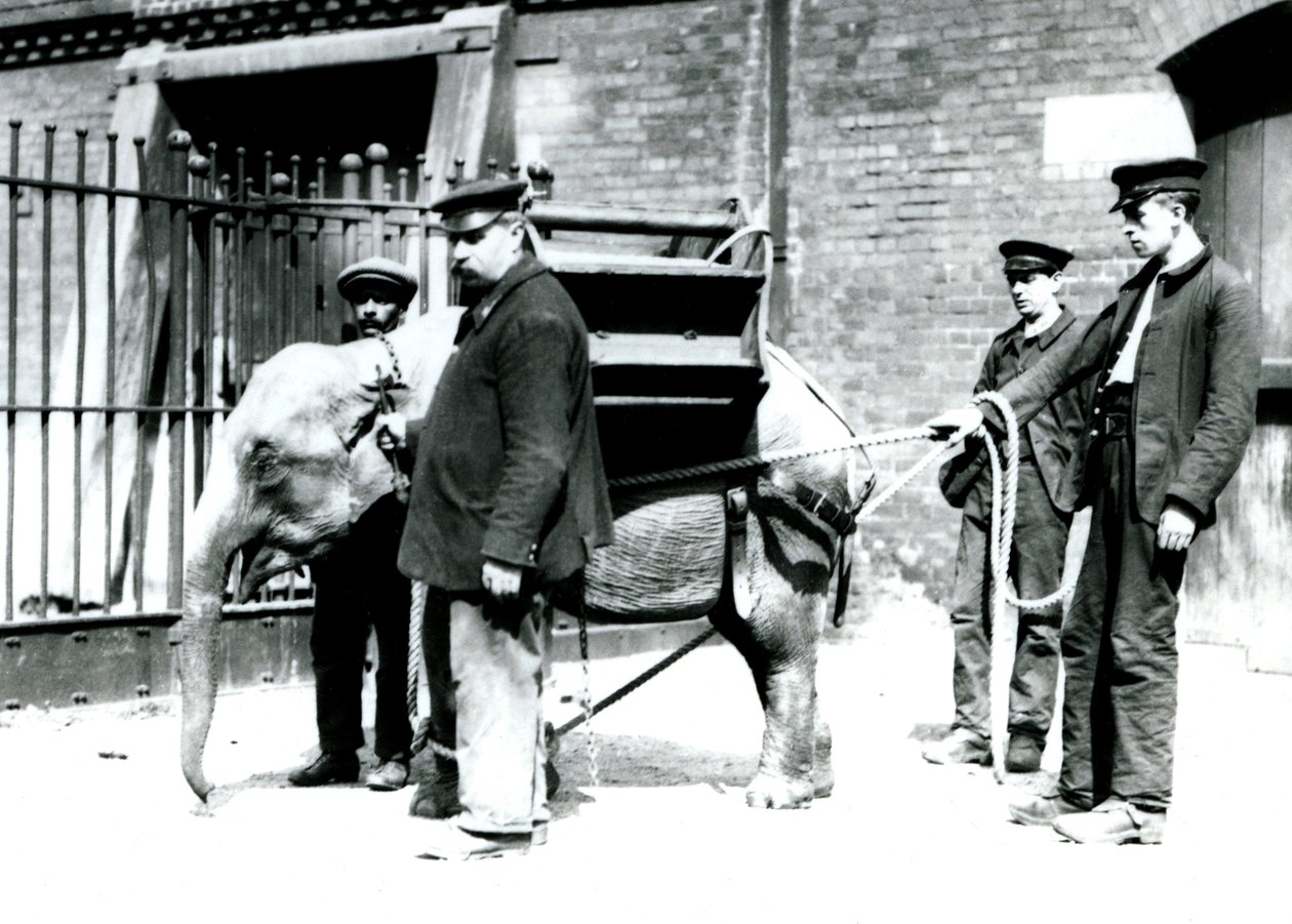 Vartijat Jack Milbourne, H Robertson ja Thomas kouluttavat nuorta Aasiannorsua Lontoon eläintarhassa toukokuussa 1922 (bw kuva) tekijältä Frederick William Bond