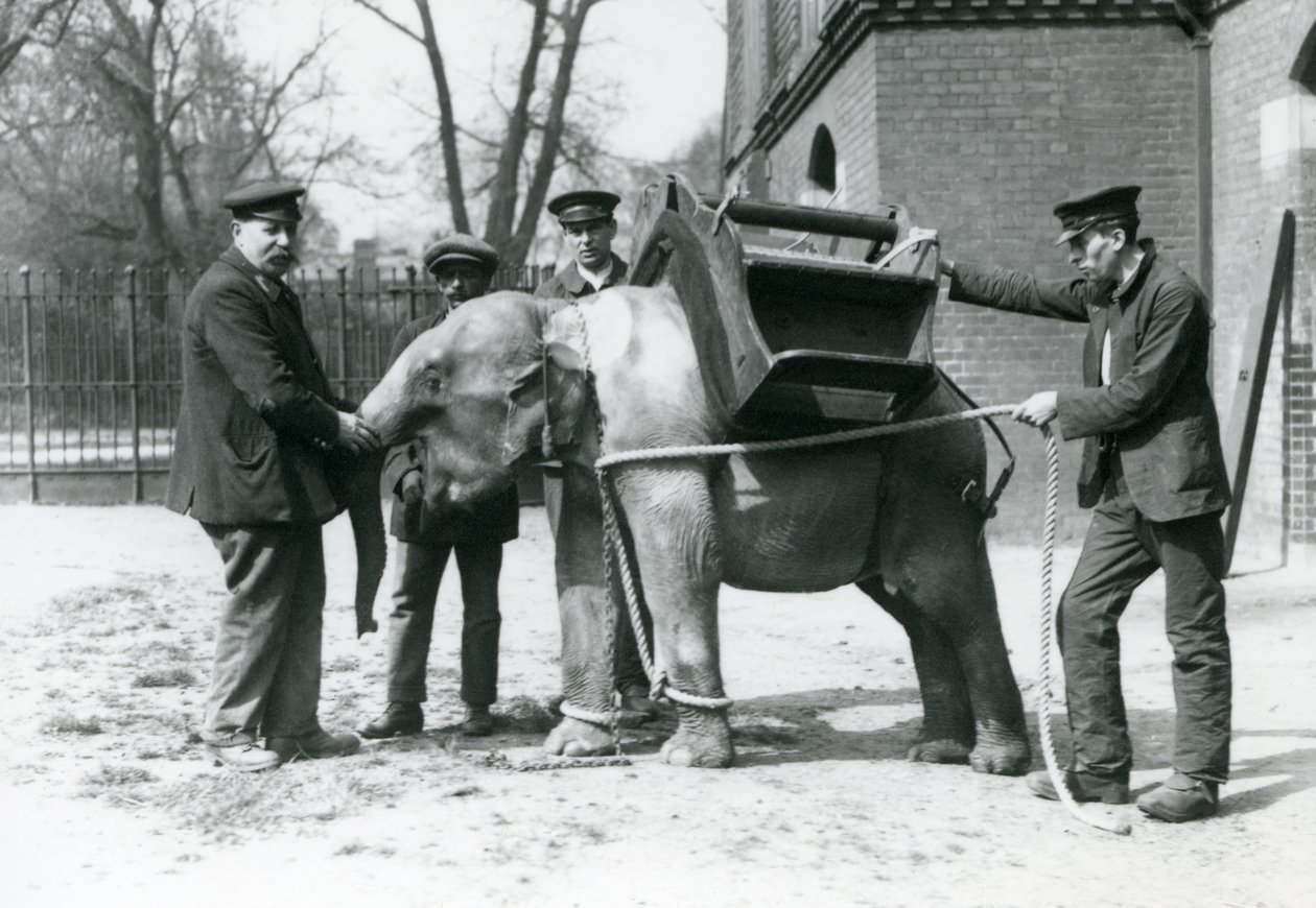 Vartijat Jack Milbourne, H Robertson ja Thomas kouluttavat nuorta Aasiannorsua Lontoon eläintarhassa toukokuussa 1922 (bw kuva) tekijältä Frederick William Bond