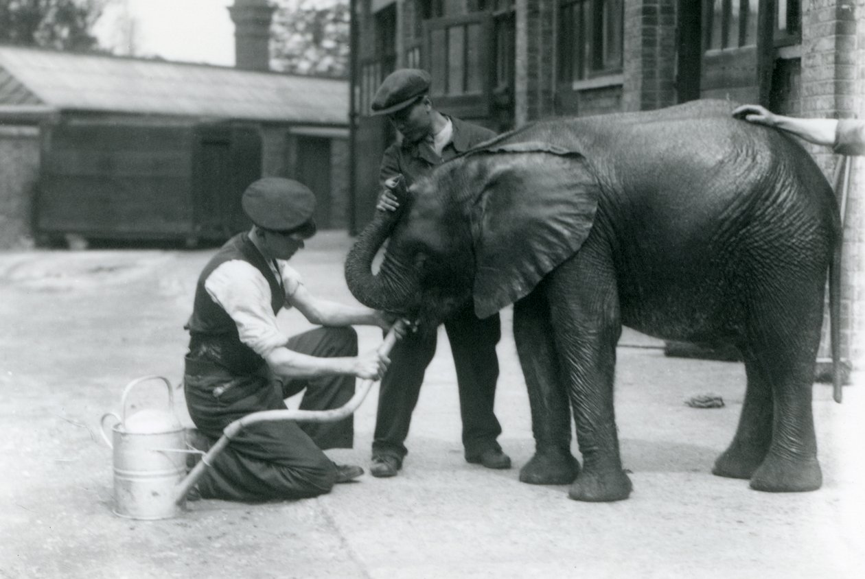 Vartijat auttavat nuorta urospuolista afrikkalaista elefanttia Kiberengeä juomaan kastelukannuun kiinnitetystä letkusta, Lontoon eläintarha, heinäkuu 1924 tekijältä Frederick William Bond