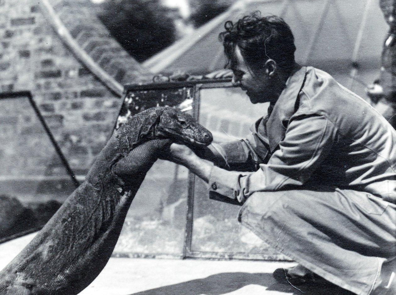 Komodon lohikäärme Sumbawa ja vartija H. Alec Budd, 1928 tekijältä Frederick William Bond