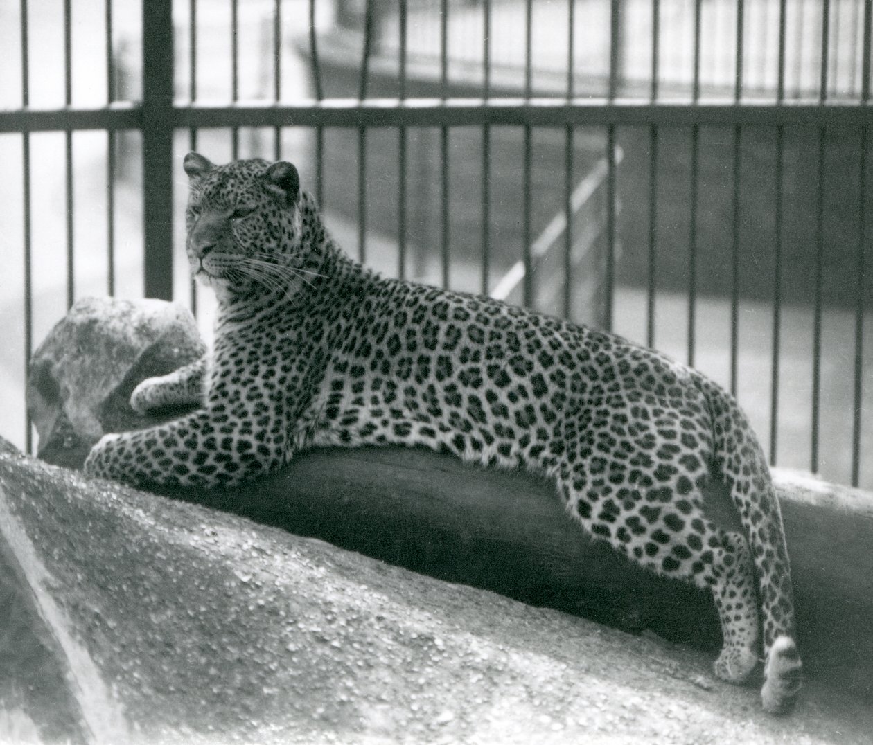 Leopard Rex makaa puun päällä aitassaan Lontoon eläintarhassa heinäkuussa 1925 tekijältä Frederick William Bond