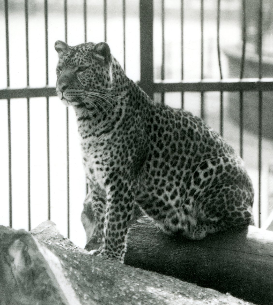 Leopard Rex istuu puun päällä aitassaan Lontoon eläintarhassa kesäkuussa 1925 tekijältä Frederick William Bond