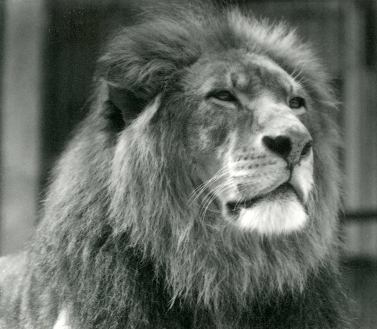 Urosleijona Kuja Lontoon eläintarhassa elokuussa 1924 tekijältä Frederick William Bond