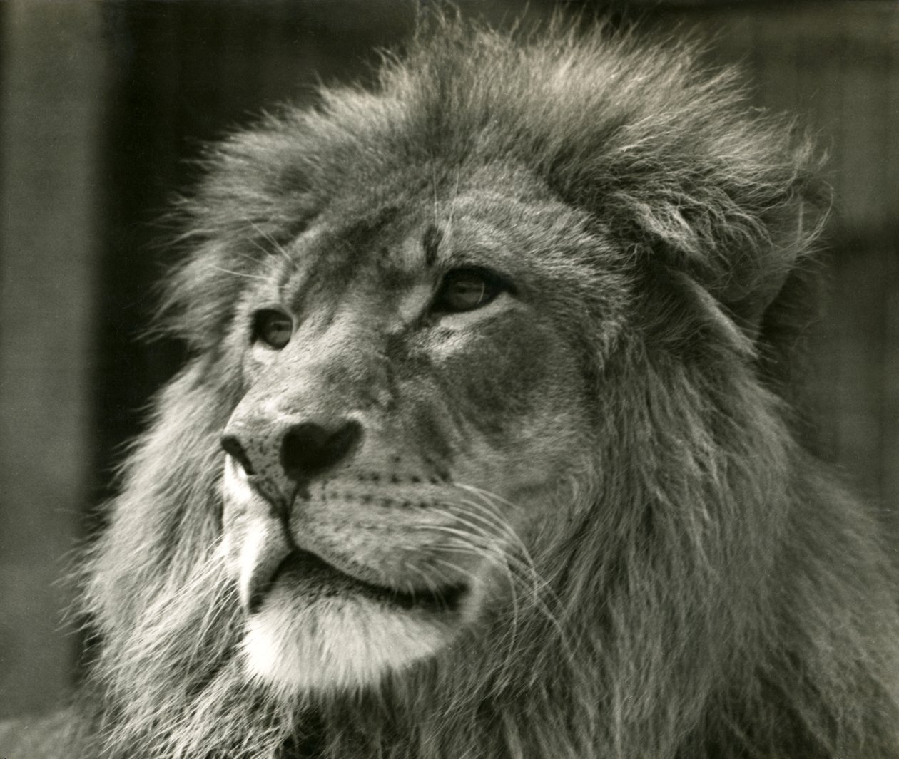 Urosleijona Kuja Lontoon eläintarhassa elokuussa 1924 tekijältä Frederick William Bond