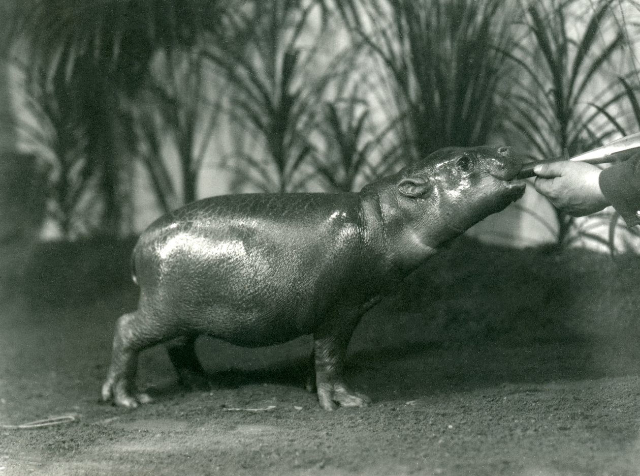 Percy, nuori Pygmy Virtahepo, jota ruokitaan käsin Lontoon eläintarhassa marraskuussa 1923 (bw kuva) tekijältä Frederick William Bond