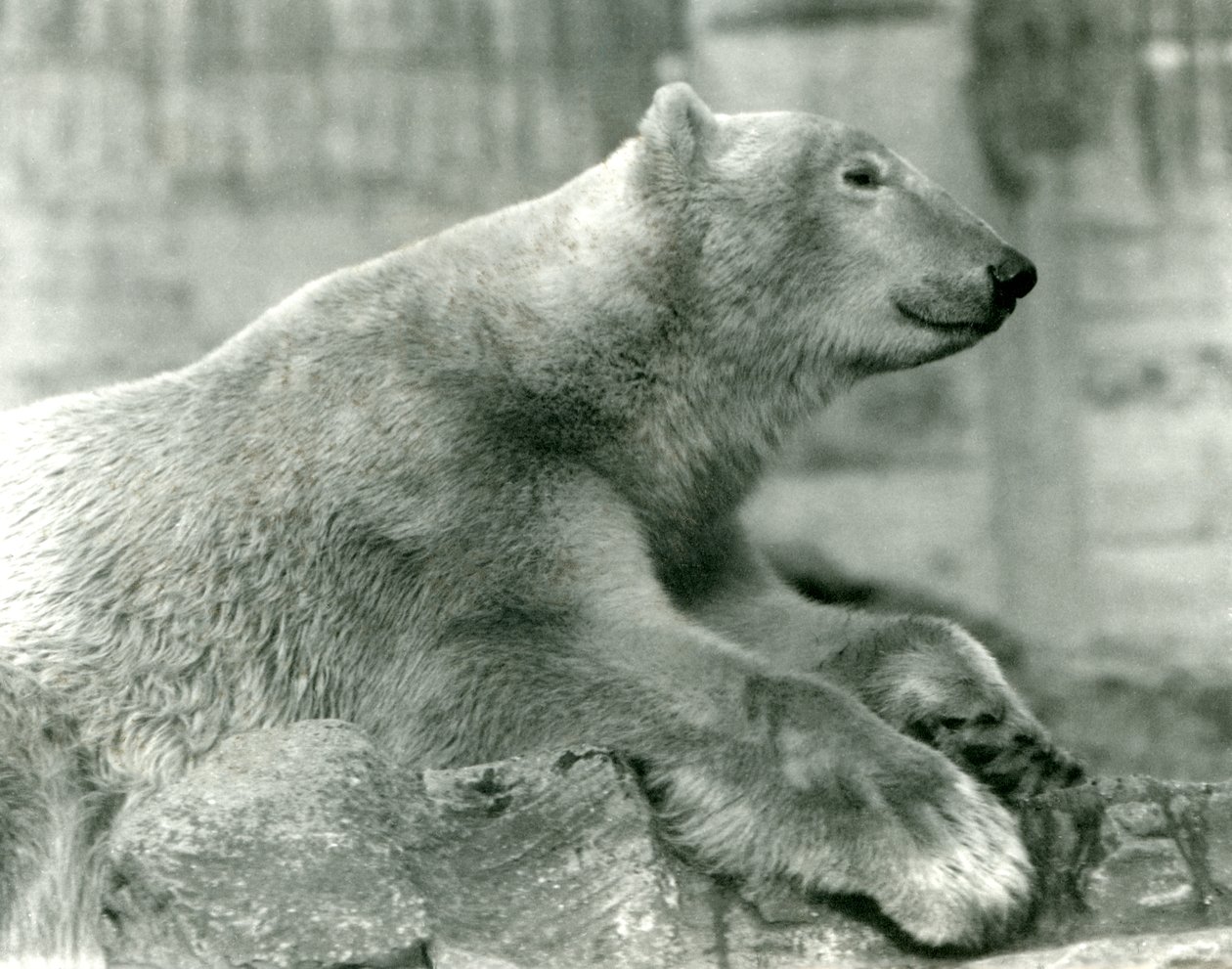 Jääkarhu Sam lepää kivillä Mappin Terracesissa Lontoon eläintarhassa ennen vuotta 1930 tekijältä Frederick William Bond