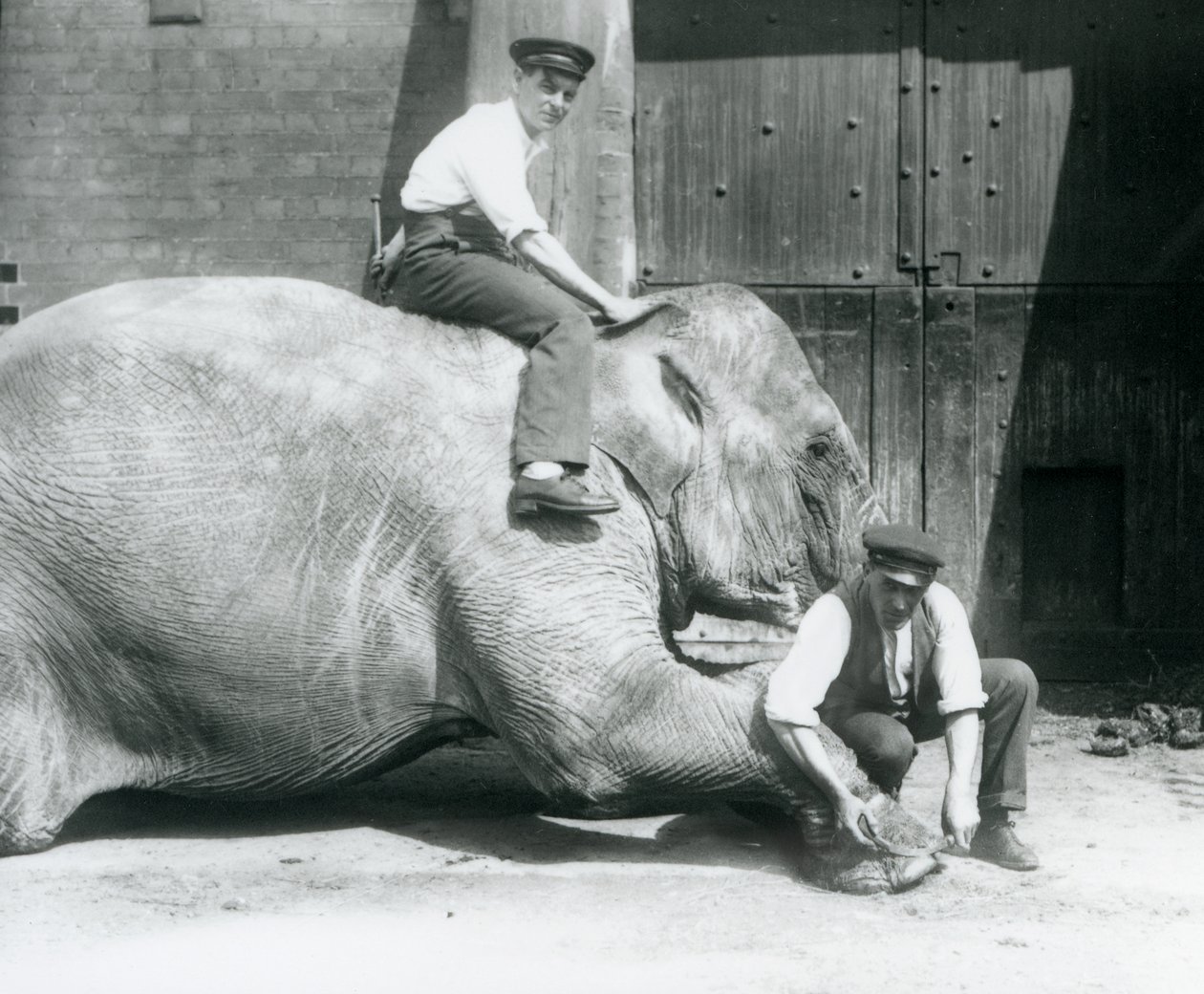 Sundermalah leikkii etujalkaansa viilalla, kun toinen istuu hänen selässään, Lontoon eläintarha, elokuu 1926 tekijältä Frederick William Bond