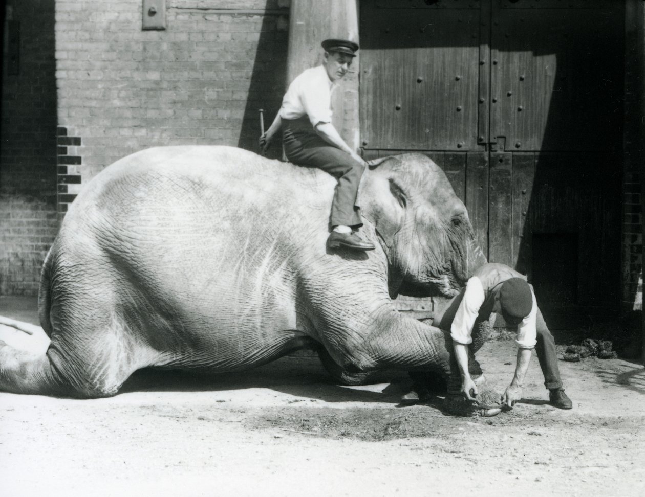 Sundermalah trimmaa etujalkaansa viilalla, kun toinen istuu hänen selässään, Lontoon eläintarha, 1926 tekijältä Frederick William Bond