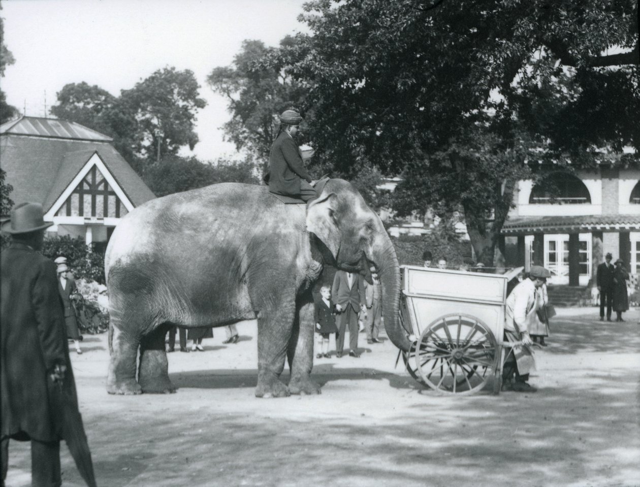 Syed Ali ratsastaa Indiarani-kärryn selässä, Lontoon eläintarha, lokakuu 1925. tekijältä Frederick William Bond