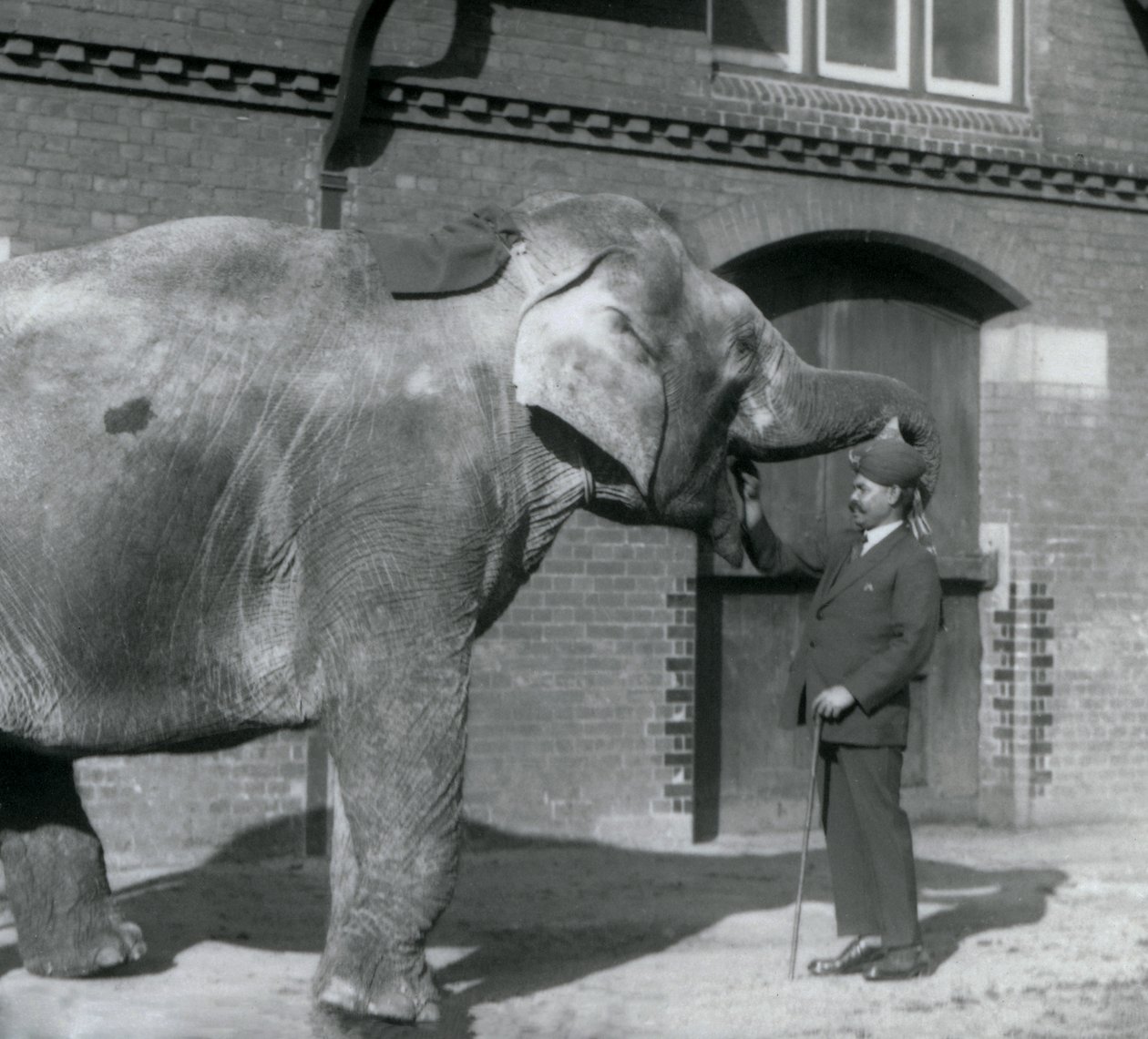 Syed Ali kouluttaa Indiarania Lontoon eläintarhan elefanttitalon edessä lokakuussa 1925. tekijältä Frederick William Bond