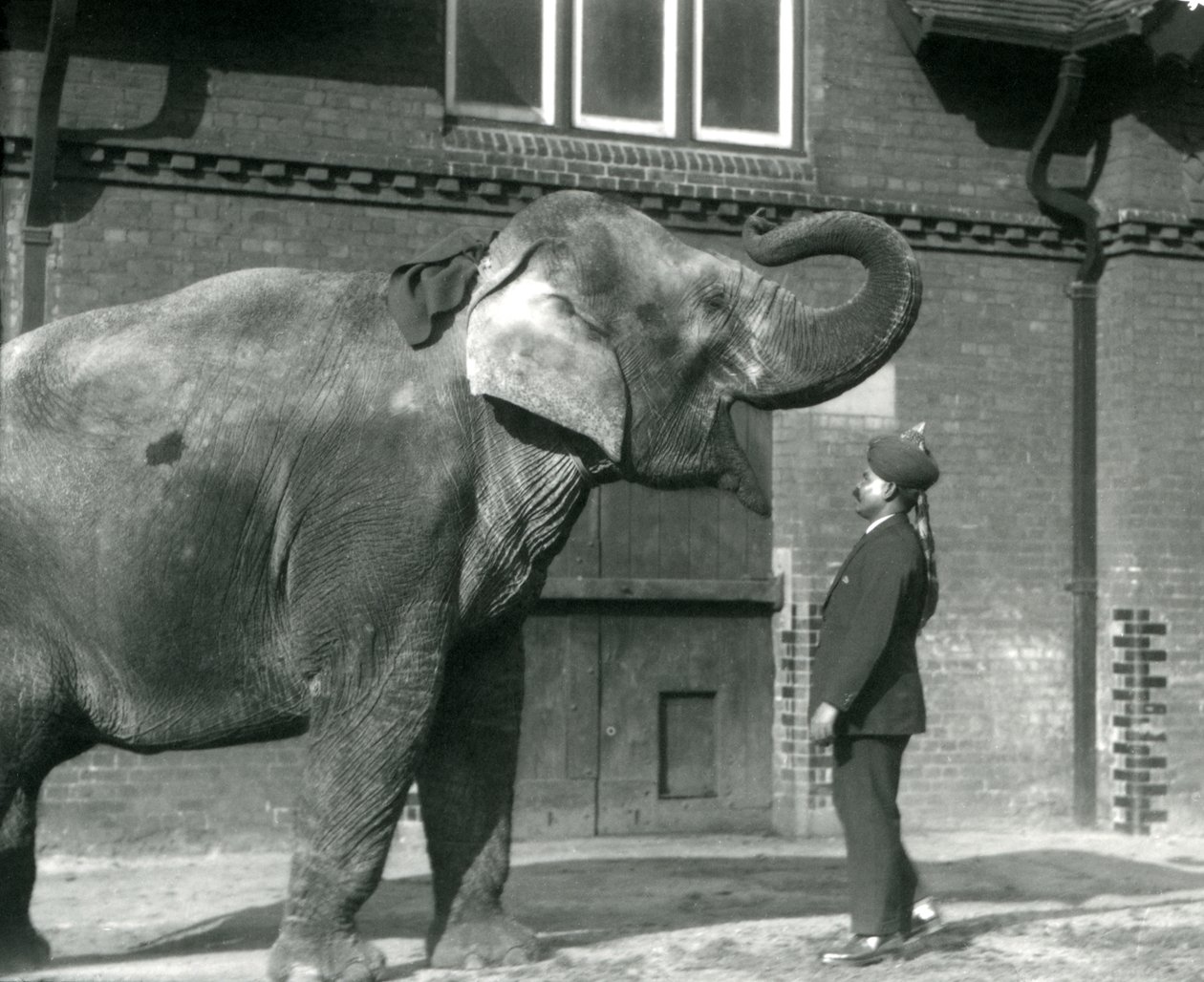 Syed Ali kouluttaa Indiarania Lontoon eläintarhan elefanttitalon edessä lokakuussa 1925. tekijältä Frederick William Bond