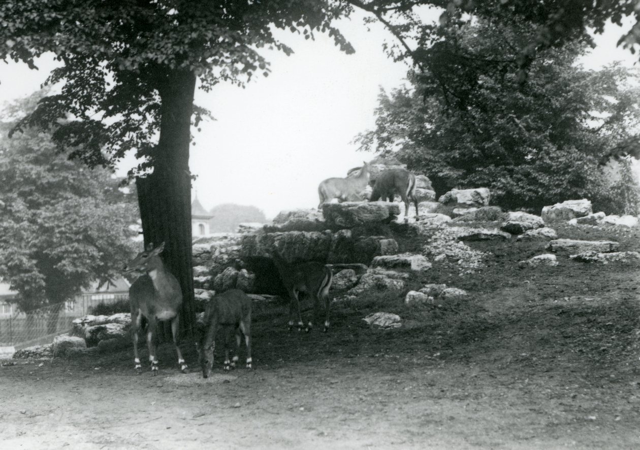 ElandAntelope Paddock Lontoon eläintarhassa vuonna 1924 tekijältä Frederick William Bond