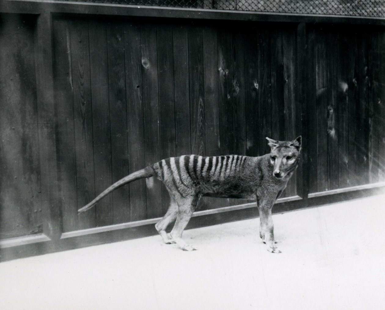 Thylacine Tasmanian Wolf Lontoon eläintarhassa ennen vuotta 1930 tekijältä Frederick William Bond