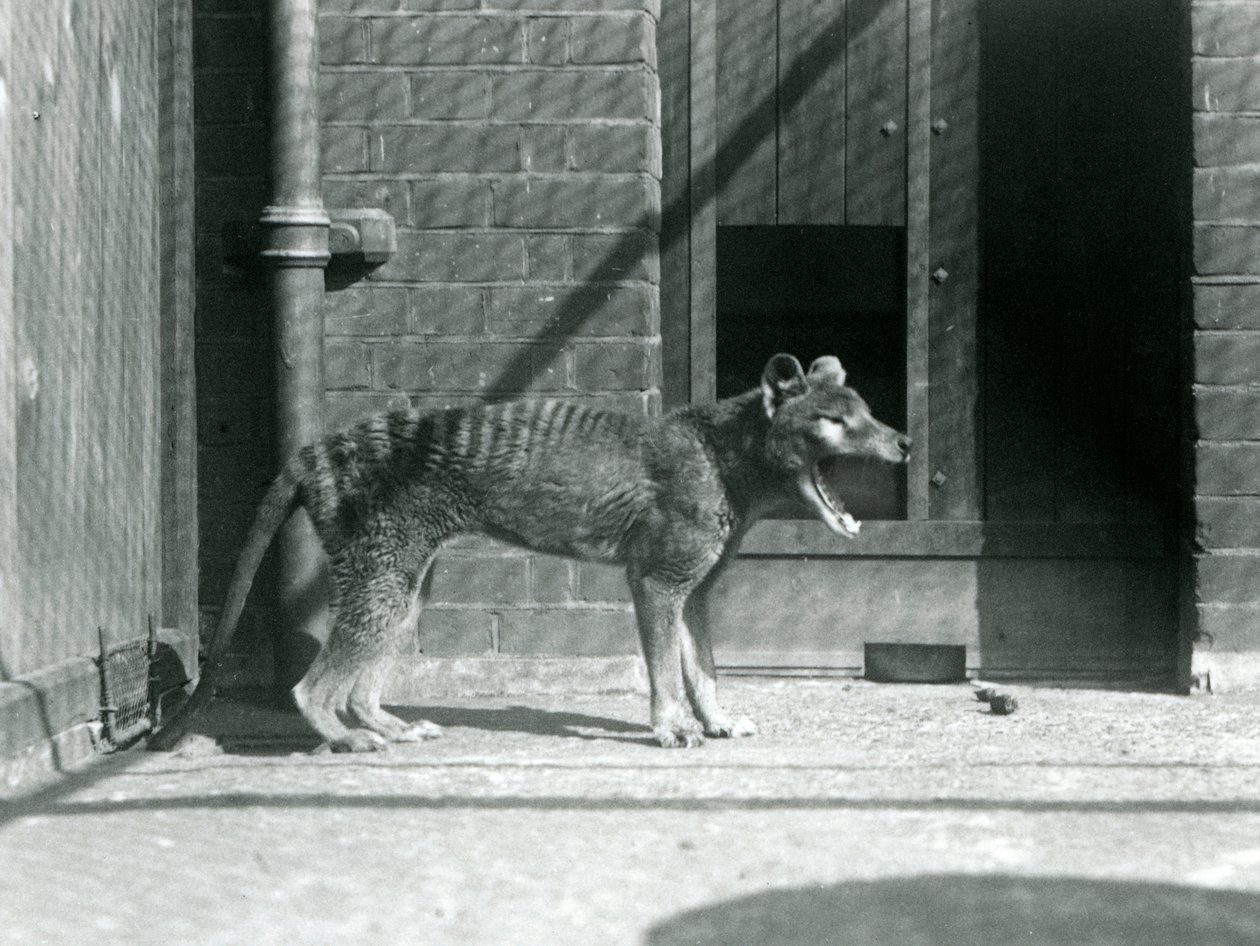 Thylacine / Tasmanian Wolf Lontoon eläintarhassa elokuussa 1926 (m/v kuva) tekijältä Frederick William Bond