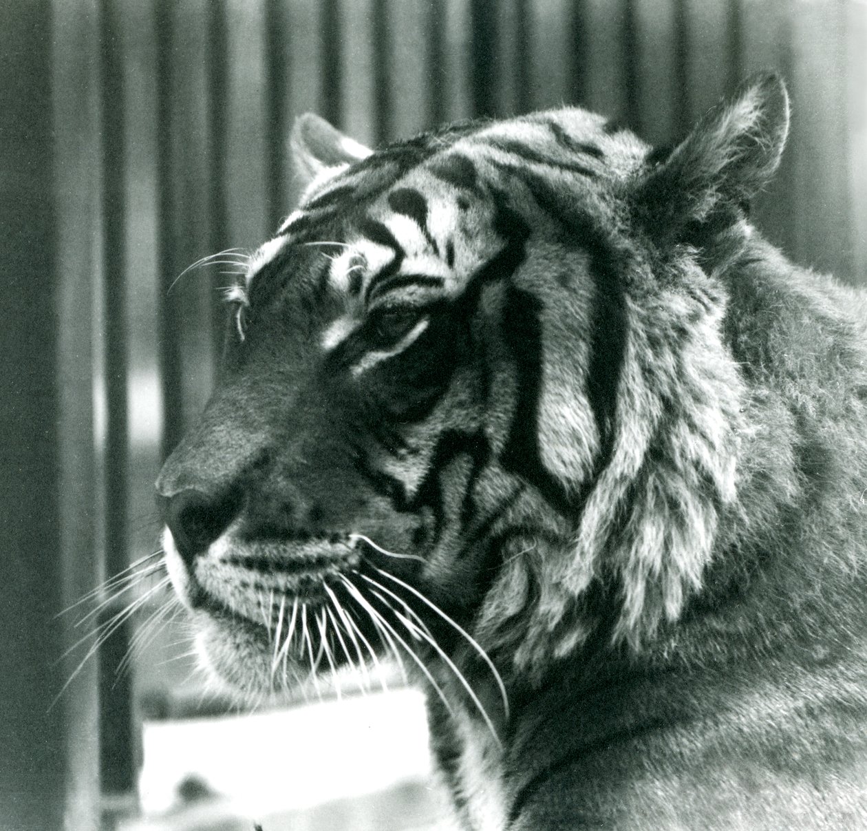 Tiger Sam Lontoon eläintarhassa vuonna 1925 tekijältä Frederick William Bond