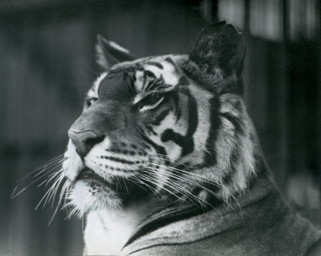 Tiikeritär Sally Lontoon eläintarhassa vuonna 1927 tekijältä Frederick William Bond