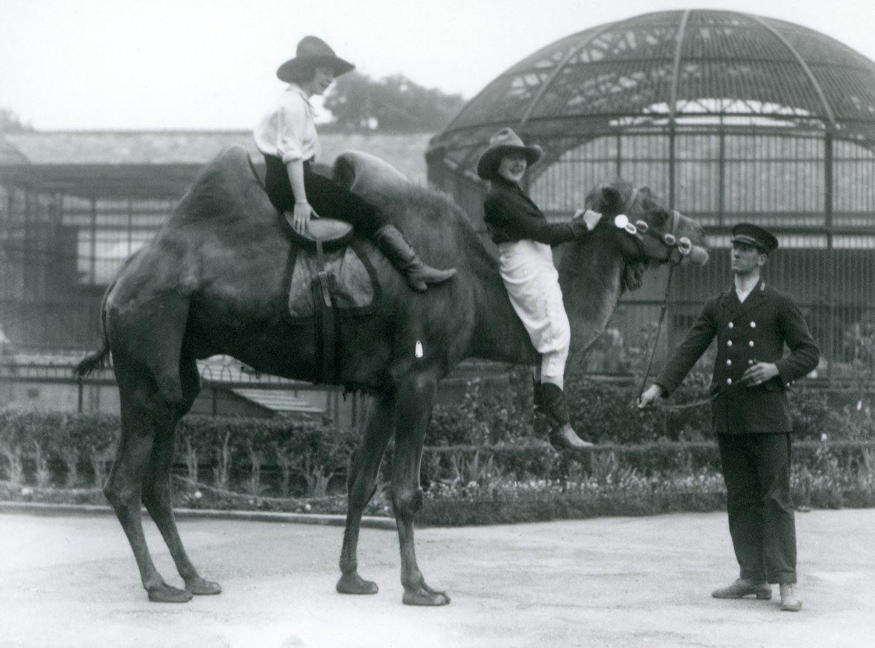 Kaksi lehmätyttöä poseeraa Bactrian Camelilla, jota sen pitäjä pitää kädessään vieraillessaan Lontoon eläintarhassa vuonna 1924 tekijältä Frederick William Bond