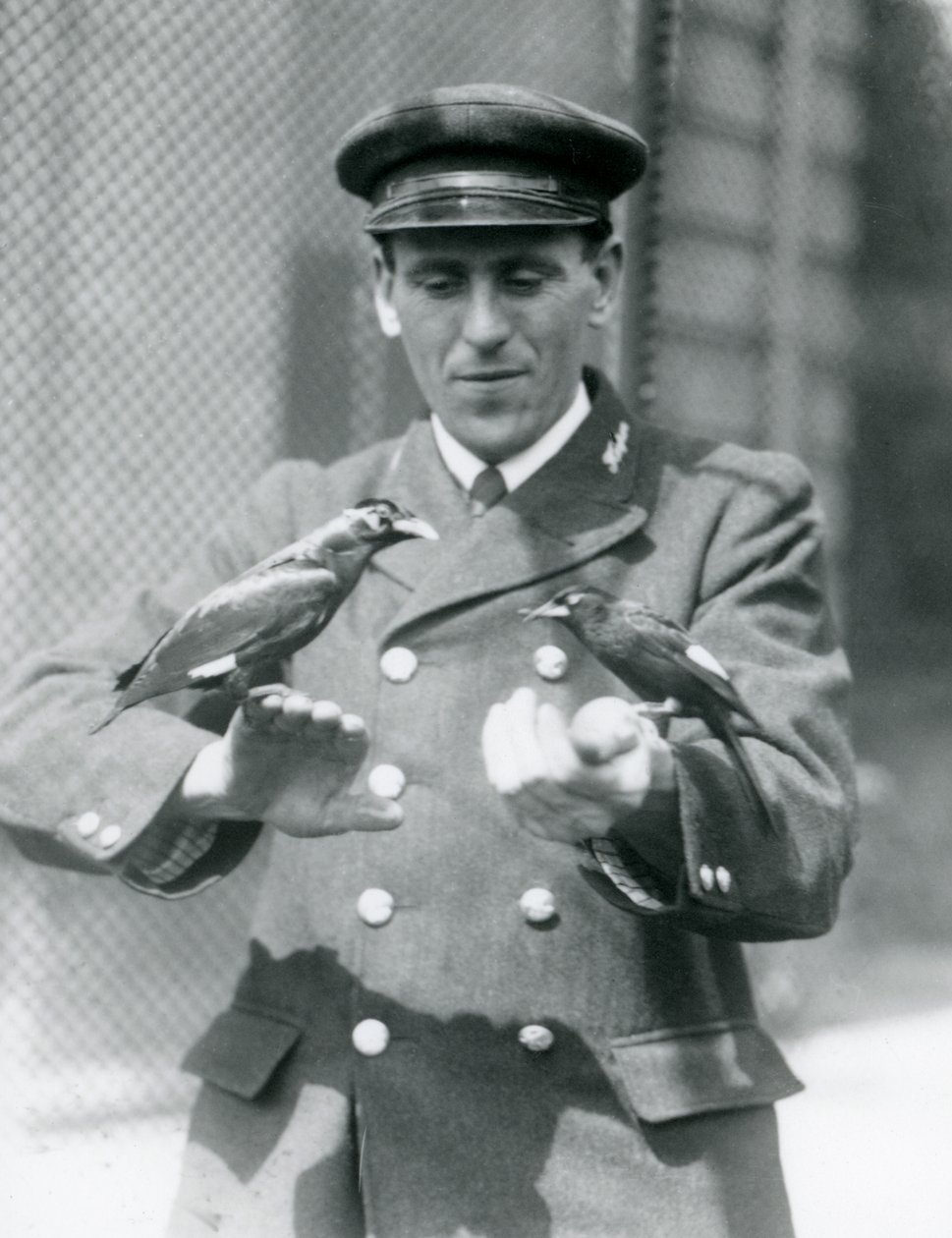Kaksi Myna-lintua pitäjän Thomas Raggettin käsissä Lontoon eläintarhassa, kesäkuu 1924 tekijältä Frederick William Bond