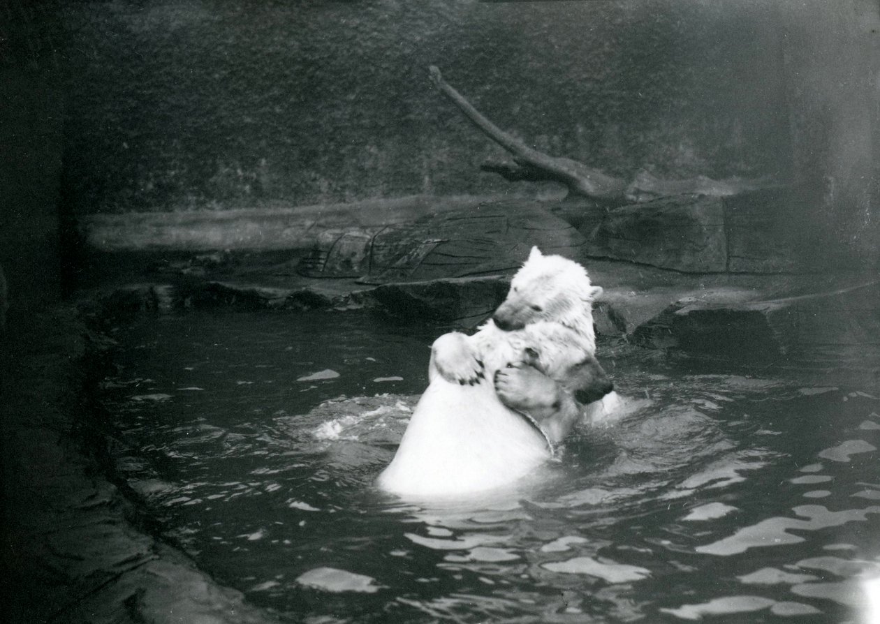 Kaksi jääkarhua, mukaan lukien nuori, halaamassa ja leikkimässä uima-altaassa Lontoon eläintarhassa, kesäkuu 1922 tekijältä Frederick William Bond