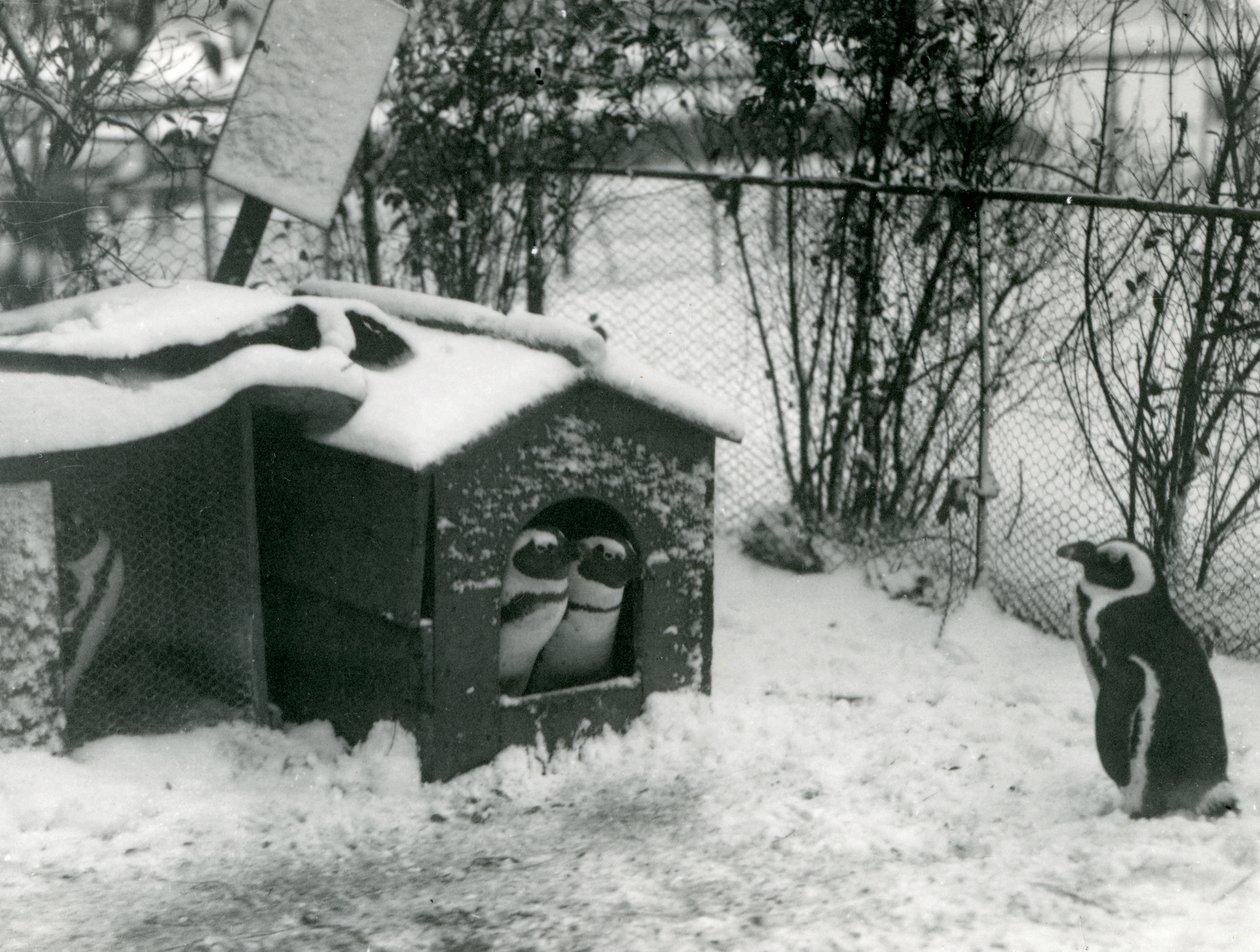 Kaksi uhanalaista mustajalkapingviiniä katsoo ulos pesimälaatikostaan lumeen, kun taas toinen katselee, Lontoon eläintarha, 1924 tekijältä Frederick William Bond