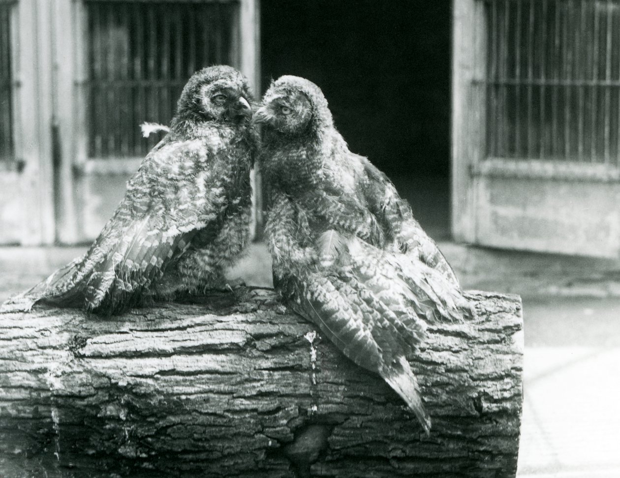 Kaksi nuorta harmaapöllöä, joka tunnetaan myös nimellä lapinpöllö tai lapinpöllö, istuvat vastakkain tukin päällä, Lontoon eläintarha, elokuu 1926 (s/w kuva). tekijältä Frederick William Bond