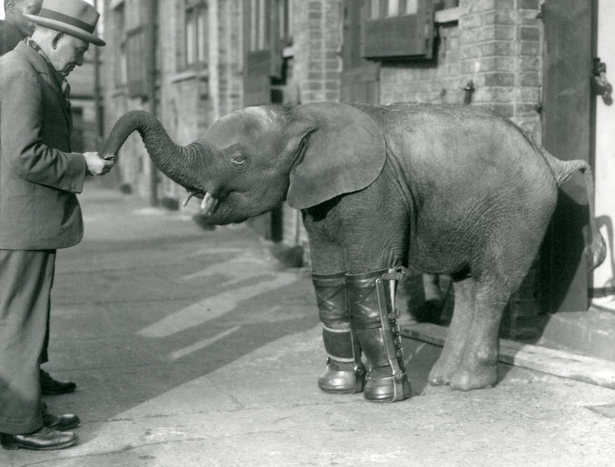 Nuori kääpiöafrikanelefantti Oojah, jolle asennetaan lastat osana riisitautihoitoa, Lontoon eläintarha, 1926. tekijältä Frederick William Bond