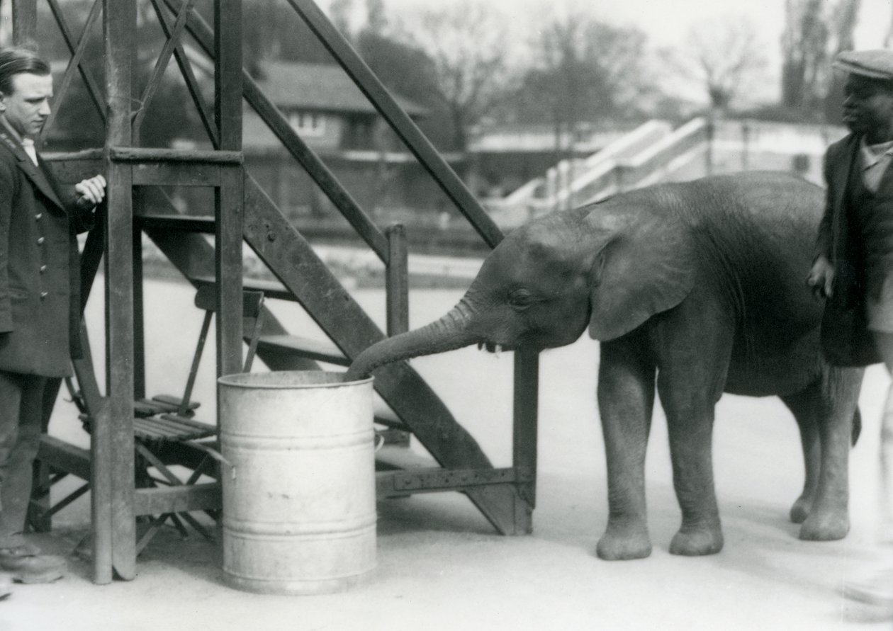 Nuori naispuolinen afrikkalainen pygmyelefantti Oojah tutkii tynnyriä runkollaan, samalla kun hänen vartijansa ja kouluttajansa katsovat, Lontoon eläintarha, heinäkuu 1925 tekijältä Frederick William Bond