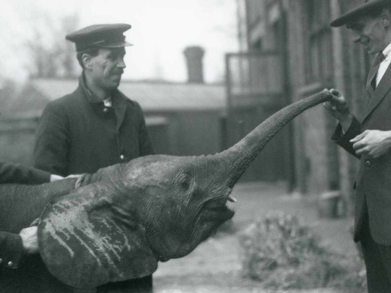 Nuori naaras afrikkalainen pygmyelefantti Oojah kohottaa vartaloaan herkkua varten Lontoon eläintarhassa, kesäkuu 1925 tekijältä Frederick William Bond
