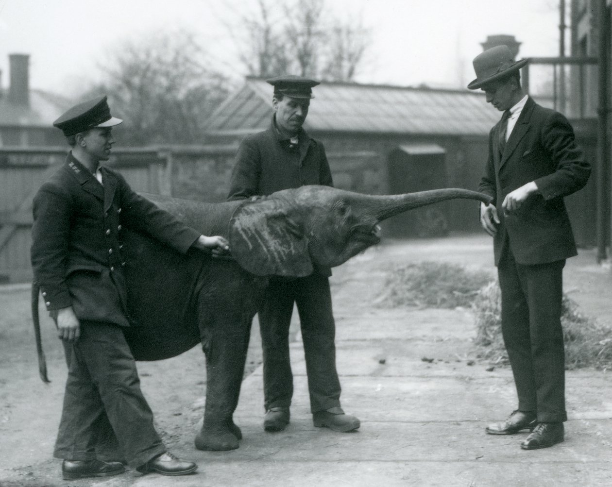 Nuori naaras afrikkalainen pygmyelefantti Oojah kohottaa vartaloaan herkkua varten Lontoon eläintarhassa, kesäkuu 1925 tekijältä Frederick William Bond