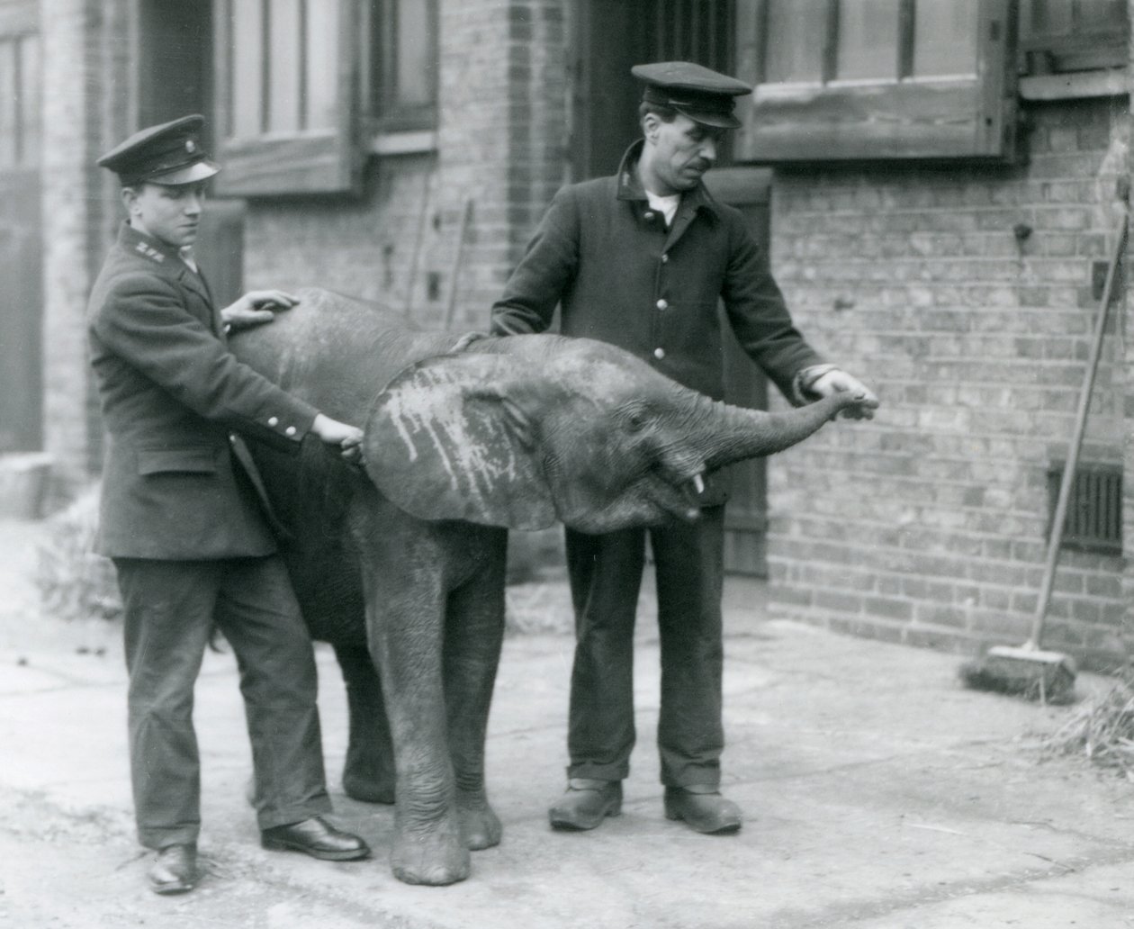 Nuori naaras afrikkalainen pygmyelefantti Oojah kohottaa vartaloaan hoitajiensa herkkua varten Lontoon eläintarhassa huhtikuussa 1925 tekijältä Frederick William Bond