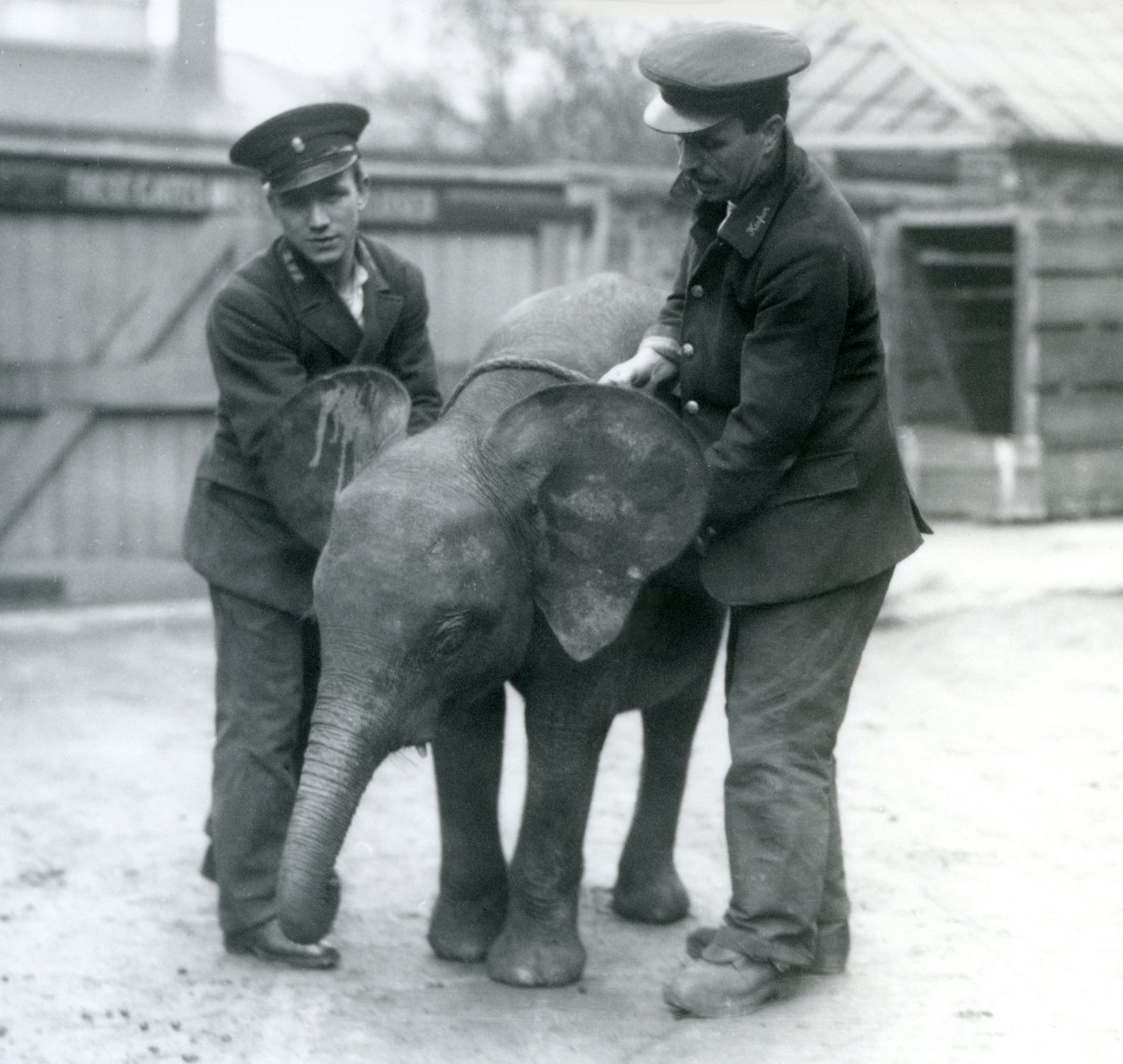 Nuori naaras afrikkalainen pygmyelefantti Oojah kahden vartijan kanssa Lontoon eläintarhassa huhtikuussa 1925 tekijältä Frederick William Bond