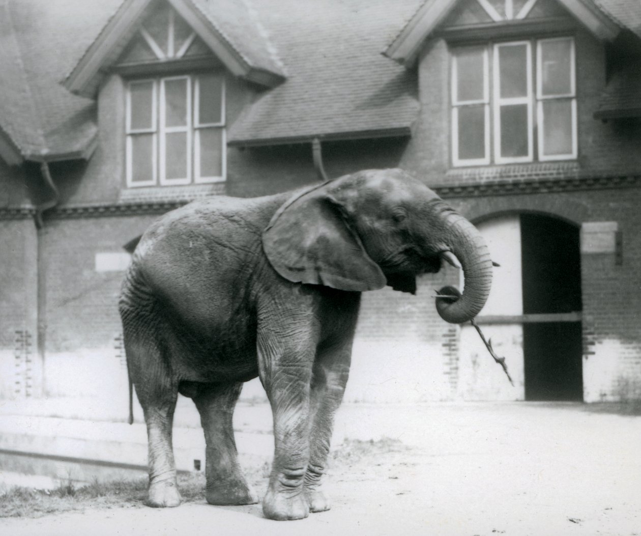Nuori urospuolinen afrikanelefantti Kiberenge seisoo elefanttitalon edessä, Lontoon eläintarha, kesäkuu 1927. tekijältä Frederick William Bond