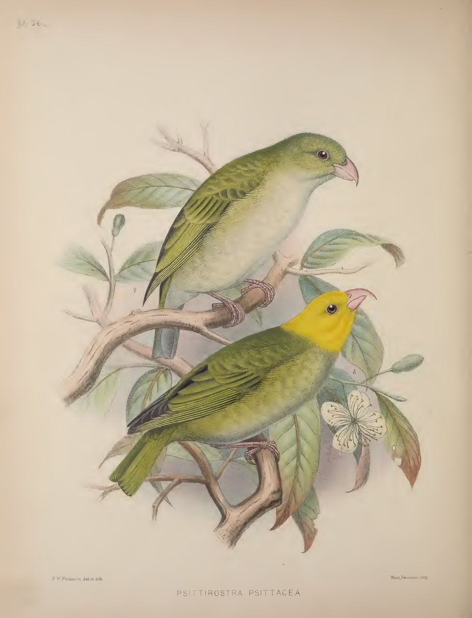 Psittirostra Psittacea, Scott B. Wilsonin teoksesta "Aves Hawaiienses: Sandwichsaarten linnut" tekijältä Frederick William Frohawk