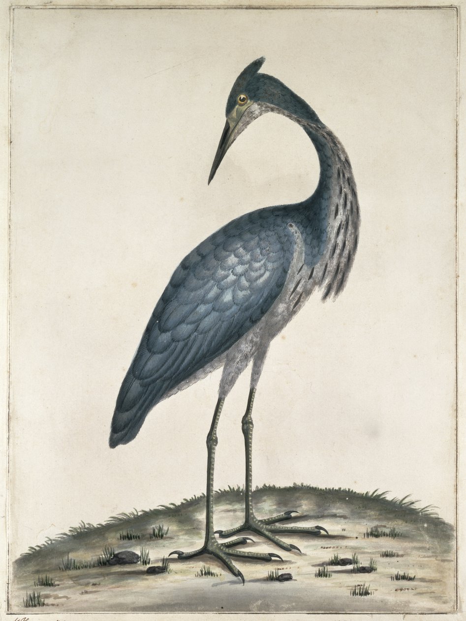 Haikara, 1789 (wc ja muste paperille) tekijältä Frederick William Hayes