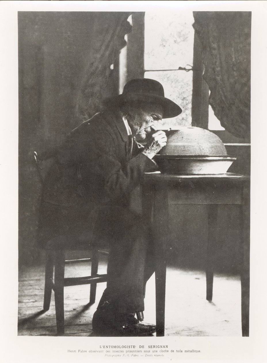 Jean-Henri Fabre (1823-1915) tarkkailee hyönteisiä, Souvenirs Entomologiques, julkaistu vuonna 1924 tekijältä French Photographer