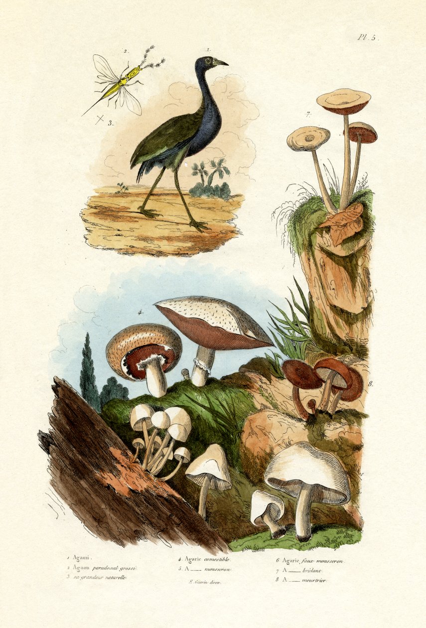 Seuraava Heron, 1833-39 tekijältä French School