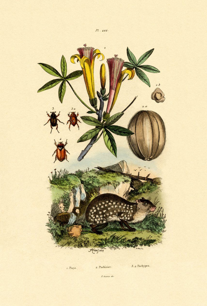 Agouti, 1833-39 tekijältä French School