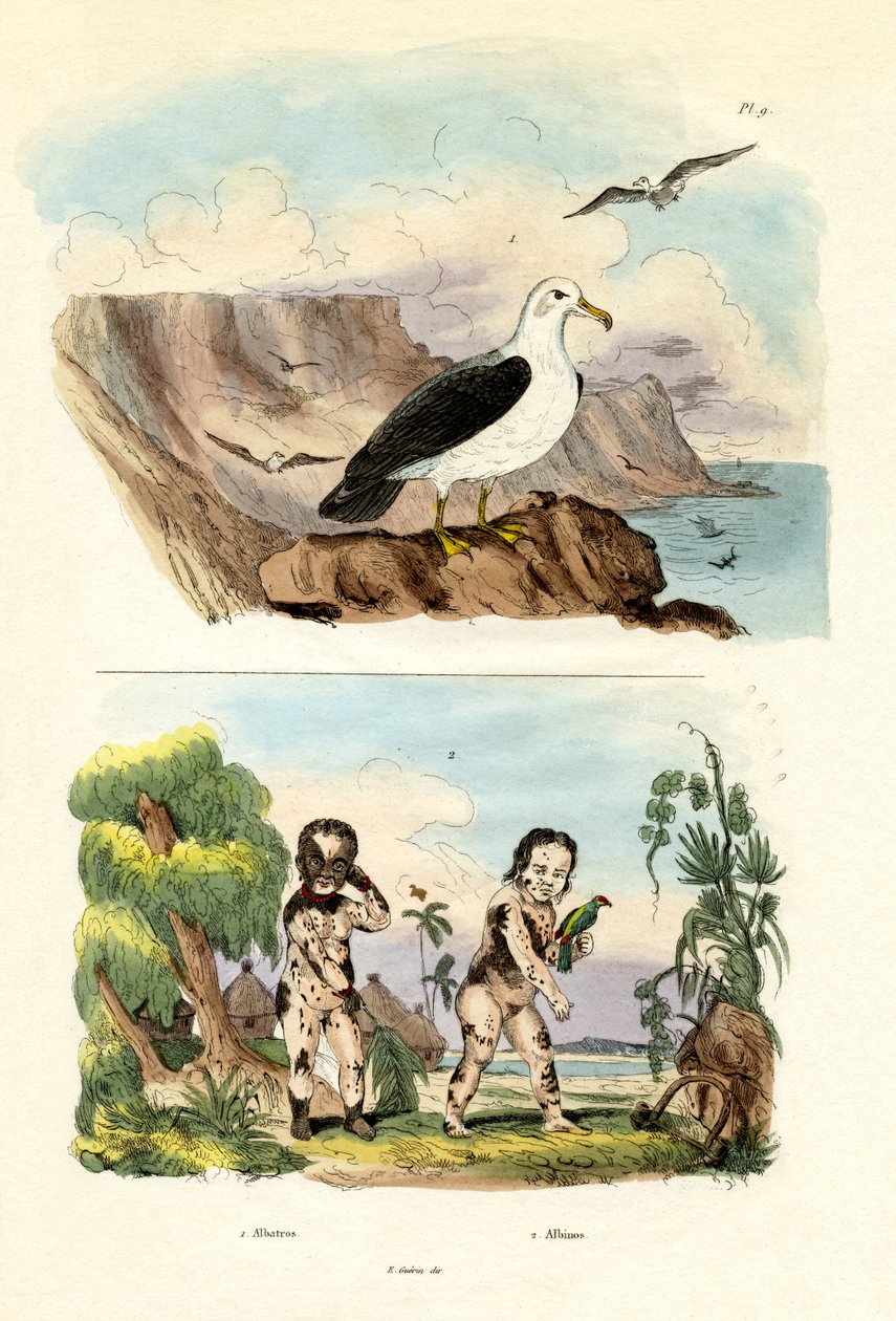 Albatros, 1833-39 tekijältä French School