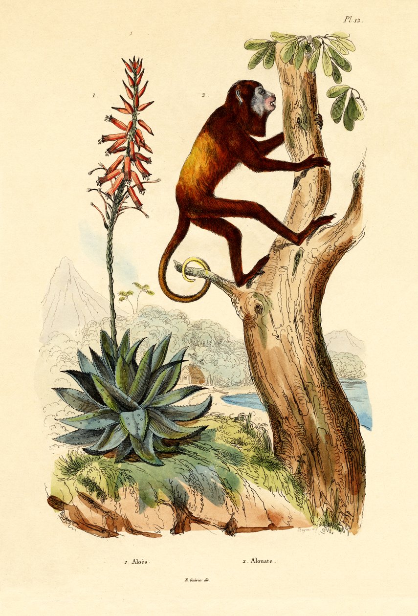 Aloe vera, 1833-39 tekijältä French School