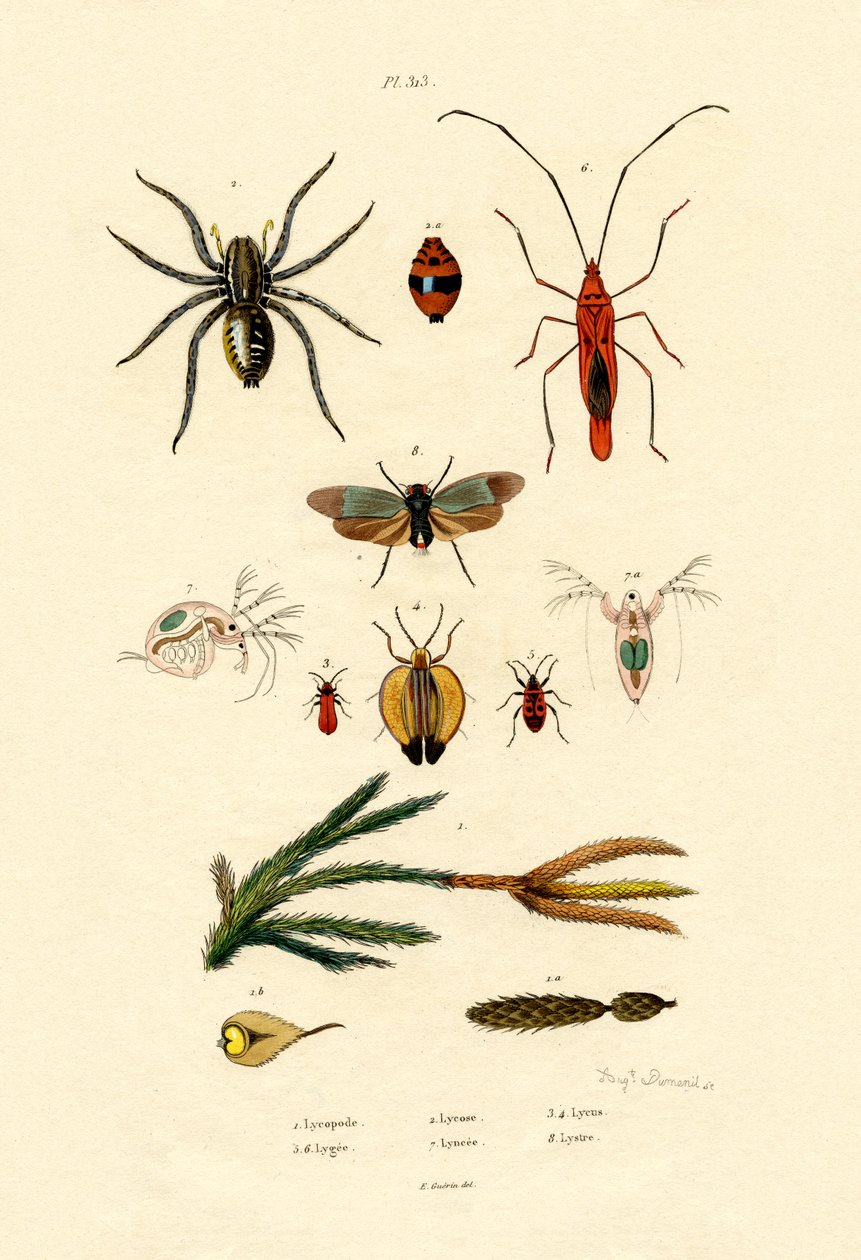 Alpine Clubmoss, 1833-39 tekijältä French School