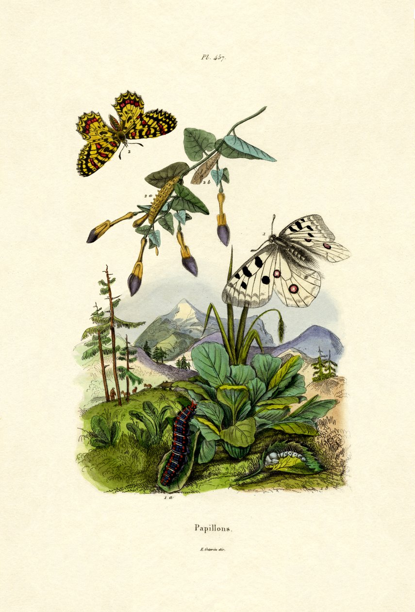 Apollo Butterfly, 1833-39 tekijältä French School