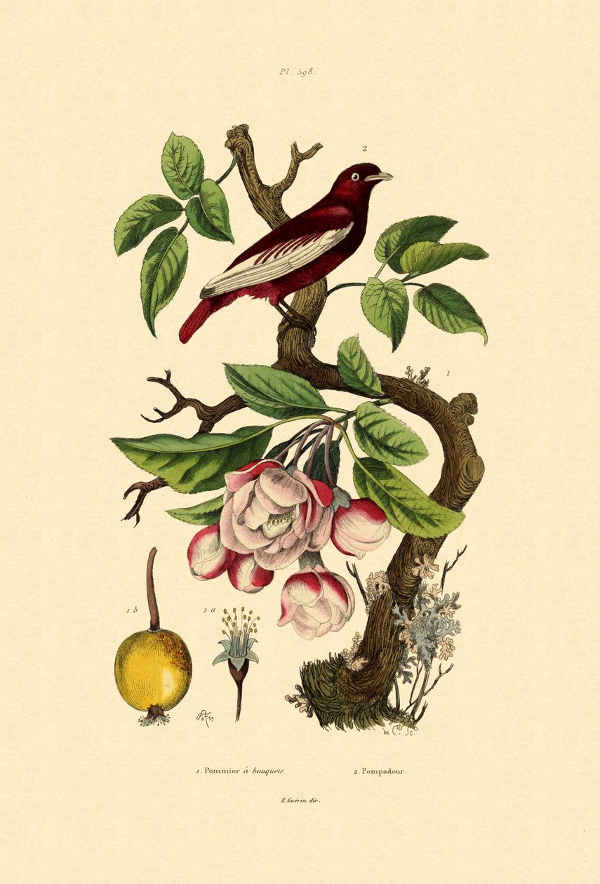 Apple, 1833-39 tekijältä French School