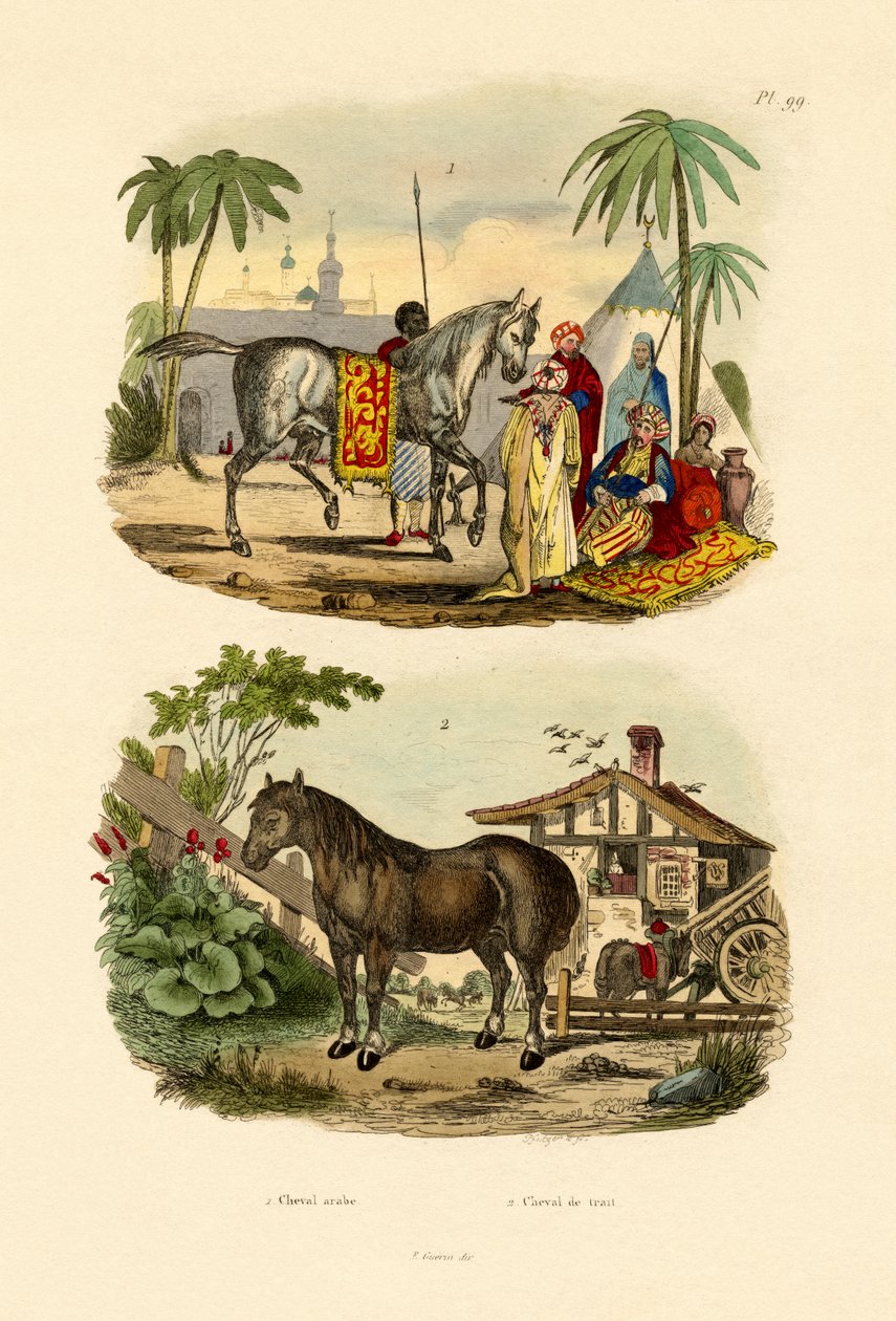 Arabihevonen, 1833-39 tekijältä French School