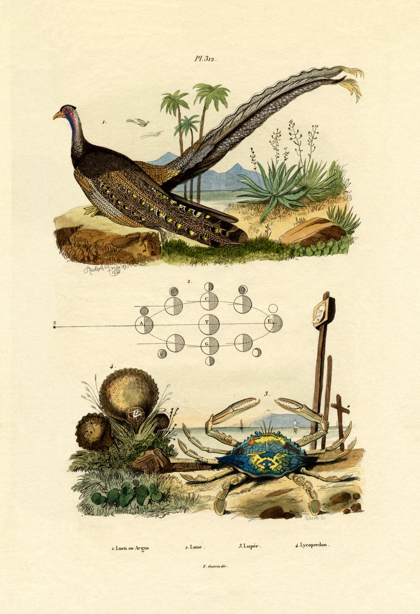 Argus-fasaani, 1833-39 tekijältä French School