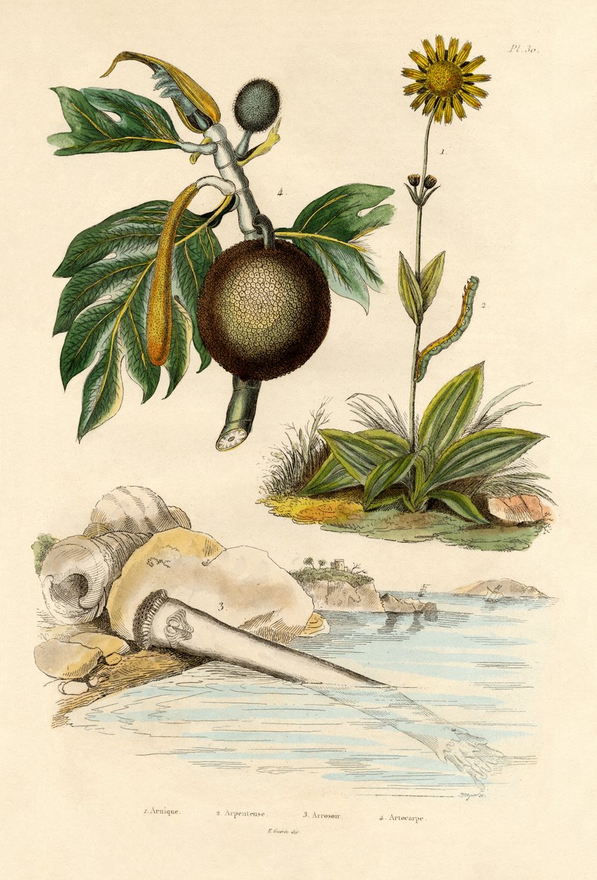 Arnica, 1833-39 tekijältä French School