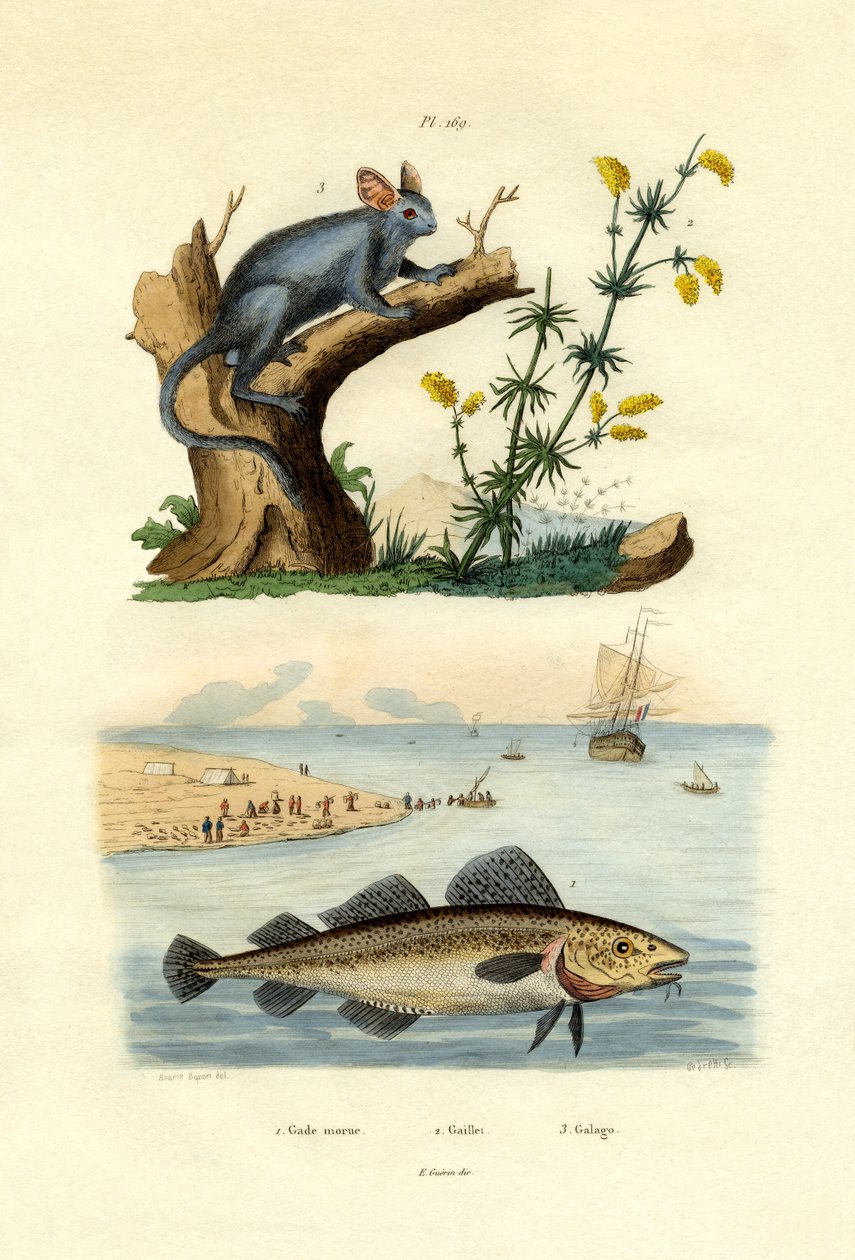Atlantin turska, 1833-39 tekijältä French School