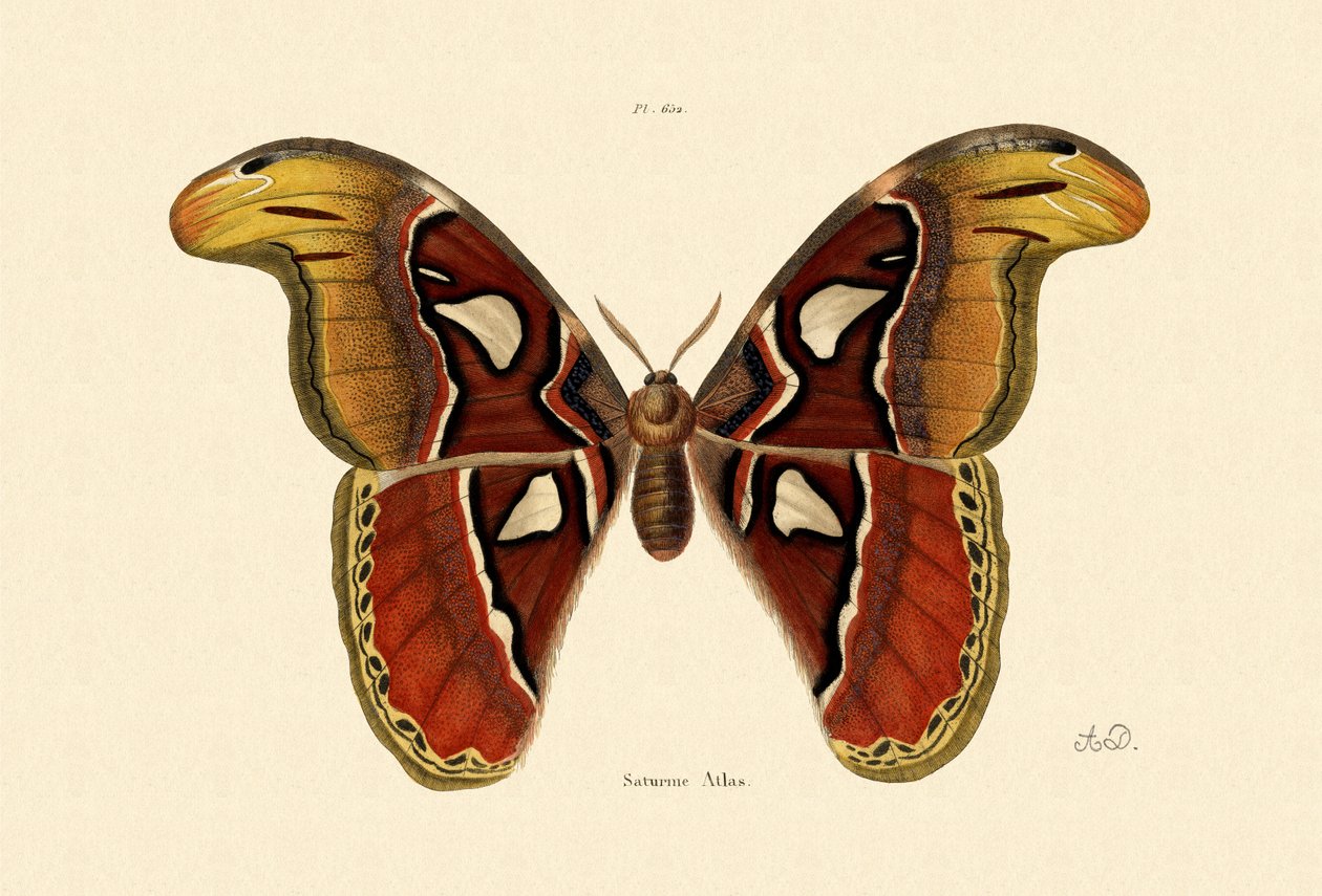 Atlas Moth, 1833-39 tekijältä French School